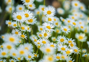 Aturar-se davant d’un camp de margarides no és un acte de passivitat, sinó una forma de paciència intel·lectual I Foto: Pixabay