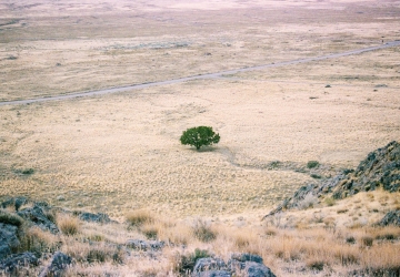 L'arbre enmig del dessert ens recorda la perseverància i la restauració final que Job experimenta I @Pixabay